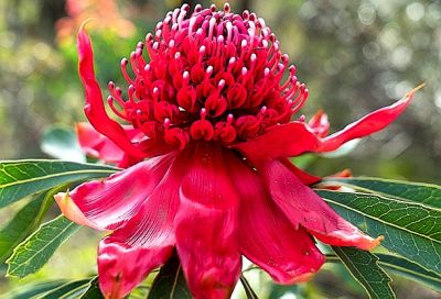 Waratah