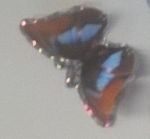 Lultima farfalla