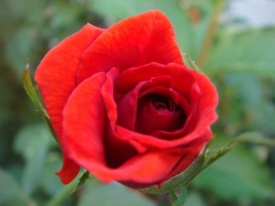 La rosa dell'amore