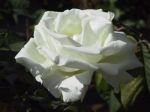 Bianco Petalo