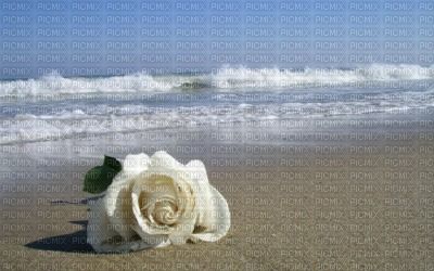 Une rose  la mer
