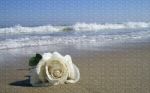 Une rose  la mer