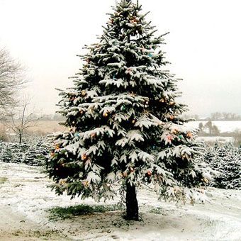 Sotto l'Albero