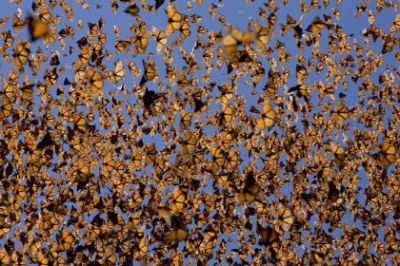 Farfalle in volo