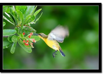 Come un colibrì