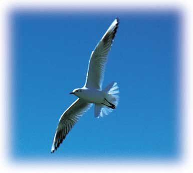 Dove sei?