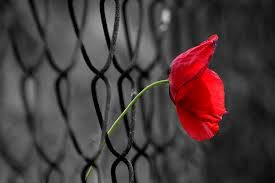 Questo e’