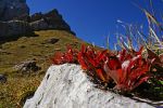 Cresce il fuoco sul sasso - ed  vita - sempre!  