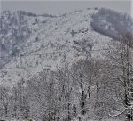 Corre al nord la voce degli alberi