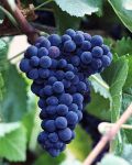 La vigna