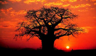 Sotto l'ombra del Baobab