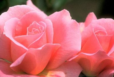 La rosa dell'amicizia