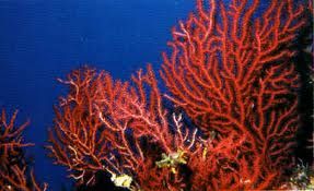 Anima di corallo