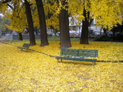 Malinconico autunno
