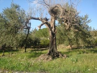 L'albero scheggiato