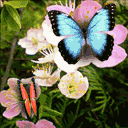 Farfalle  