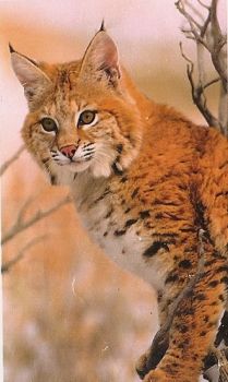 Lince