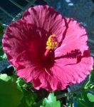 Hibiscus