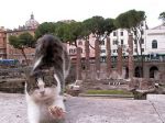 I gatti di Roma