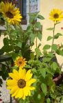 Girasoli sul balcone