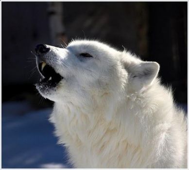 Il riflesso del lupo bianco