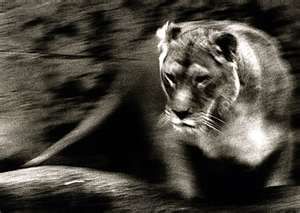 Lionesses!