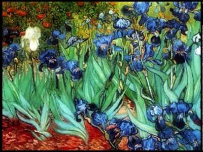 Iris Bianco di Van Gogh