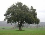 L'albero a cui tenevi