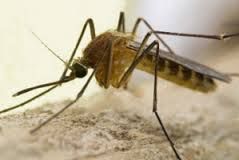 Triste vita di zanzara