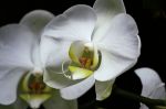Oh orchidea svelata