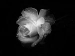 Rose a te, fiore di rosa