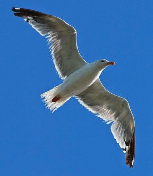 Gabbiani in volo