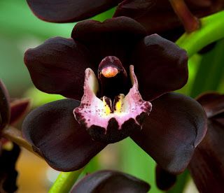 Orchidea nera, selvaggia