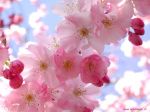 Primavera