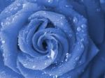 Un fiore