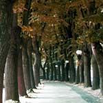 Lungo il viale dei ricordi  