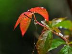 Preludio dautunno