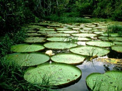 Flor do Pntano