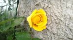 Giallo geloso