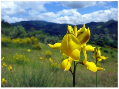 Sui sentieri della ginestra in fiore