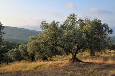 Le mie colline
