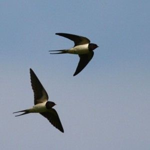 Volo di rondini