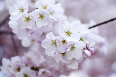 Mi vestir del bianco di un ciliegio in fiore