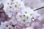 Mi vestir del bianco di un ciliegio in fiore
