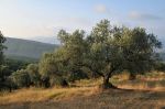 Resurrezione