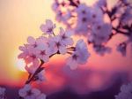 Vento di primavera