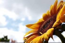 Al sole! Al sole!