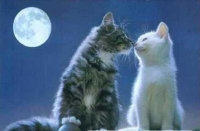 Amore
