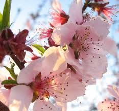 Bentornata primavera