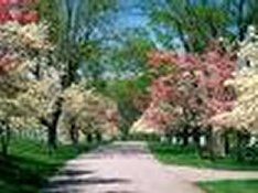 Primavera  
